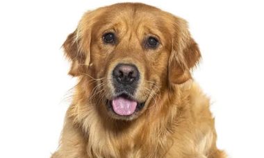 Discovering the Joy of Funny Dog Toys