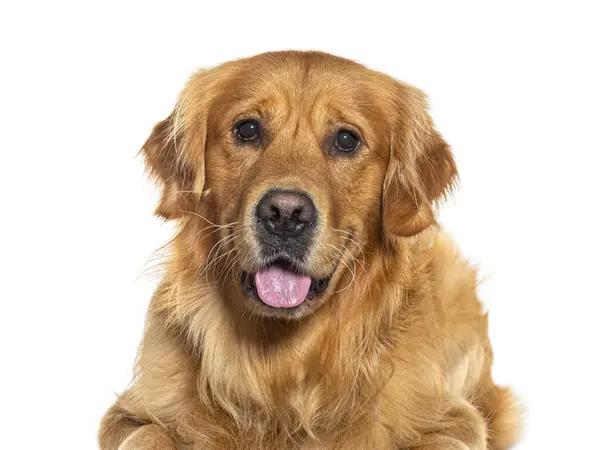 Discovering the Joy of Funny Dog Toys